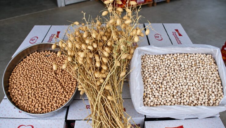 Denizli Ticaret Borsası’nın Borsa-20 nohudundan Serinhisar’da leblebi üretimi başladı