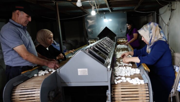 Diyarbakır Kulp’taki ipek fabrikası bin çiftçiye gelir, 35 kişiye istihdam sağlıyor