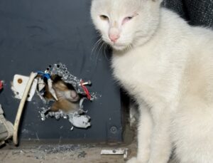 Düzce’de reklam panosunda mahsur kalan kedi yavrusu itfaiye erlerince kurtarıldı