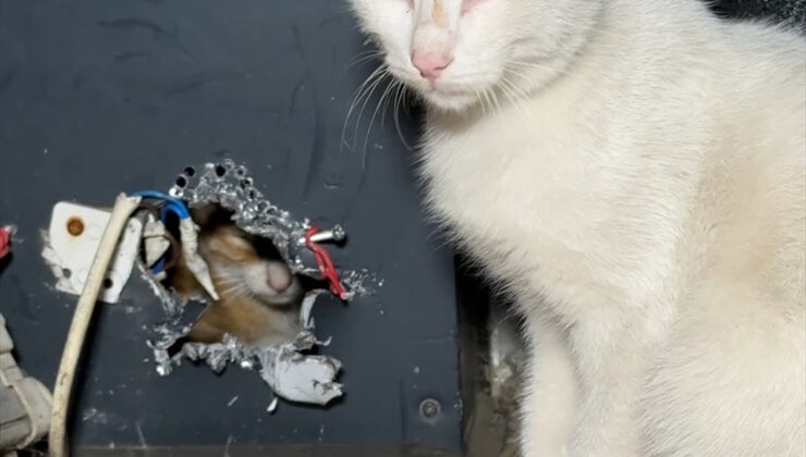 Düzce’de reklam panosunda mahsur kalan kedi yavrusu itfaiye erlerince kurtarıldı