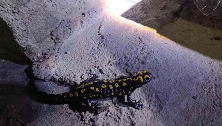 Elazığ Sivrice’de nesli tükenmekte olan benekli semender ev önünde görüntülendi