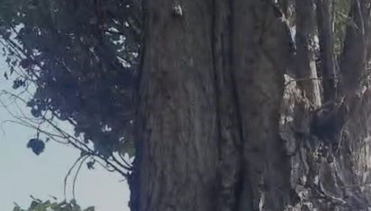 Elazığ’da iki sincabın ceviz toplama telaşı Göksun’un esprili yorumuyla güldürdü