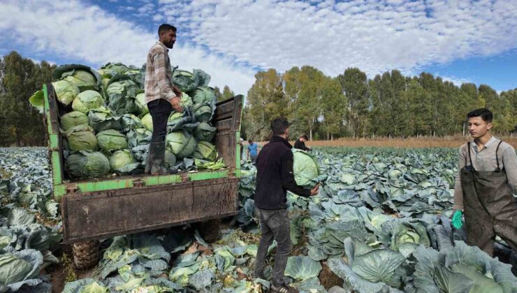Erciş lahanasında hasat başladı, 500 çiftçi yaklaşık 1700 dekar alanda üretiyor