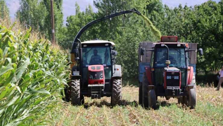 Erzincan’da silajlık mısır hasadı, yağışların katkısıyla üreticinin yüzünü güldürdü