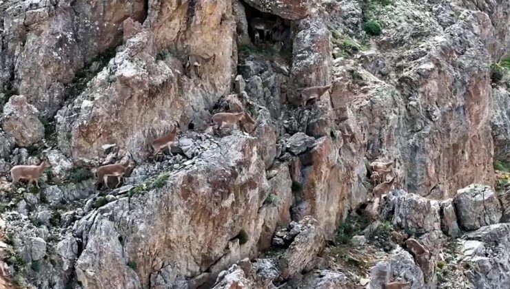 Erzincan’ın Keşiş Dağları’nda anne yaban keçileri yavrularını emzirirken görüntülendi