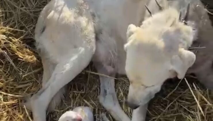 Eskişehir Sivrihisar’da akbaş cinsi köpek, koyun sürüsünün ortasında 4 yavru doğurdu