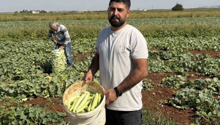 Gaziantep Oğuzeli’nde turşuluk acur hasadı başladı, işçiler 1300 TL yevmiye alıyor