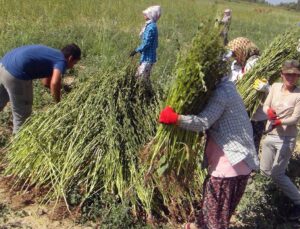 Gökova susamında hasat dönemi başladı, Japonya’dan suşi için talep var