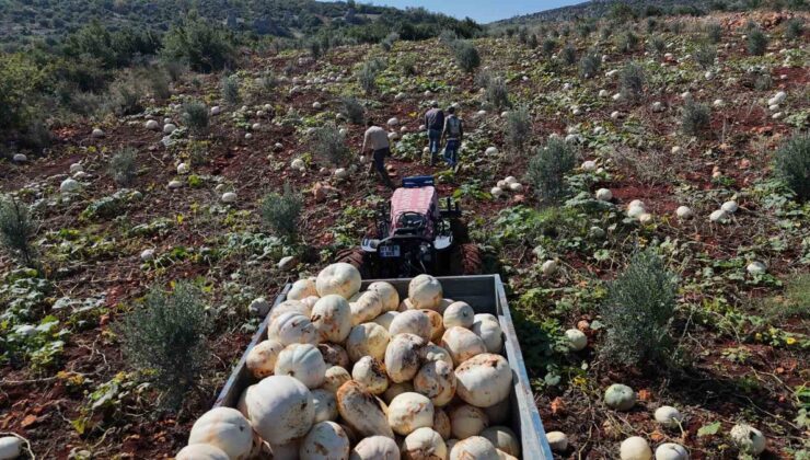 Hatay Altınözü’nde 30 kiloya ulaşan beyaz kabak hasadı 15-20 gün gecikmeyle başladı
