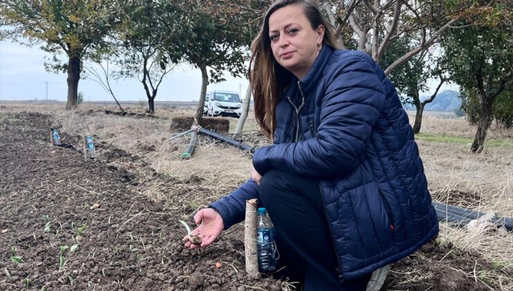 Hayrabolu’da kadın üretici 700 metrekarelik alanda salep üretimine yöneldi