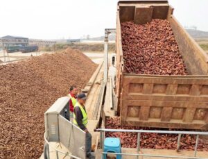Hebei’deki Lulong ilçesi tatlı patates ekim alanını 8.000 hektarın üzerine çıkardı