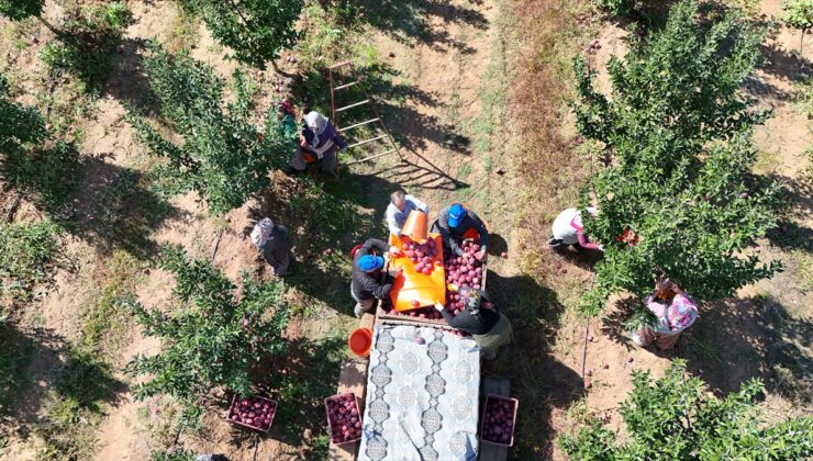 Isparta’da elma bahçelerinde hasat başladı, yaklaşık 1 milyon ton üretim bekleniyor
