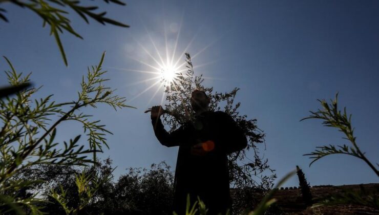 İsrail güçleri, Batı Şeria’da 2026’da 8.400’den fazla asırlık zeytin ağacını söktü