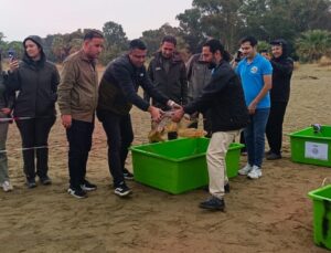 İzmir’de 4 caretta caretta tedavi sonrası denize bırakıldı, DEKAMER toplamı 408 oldu