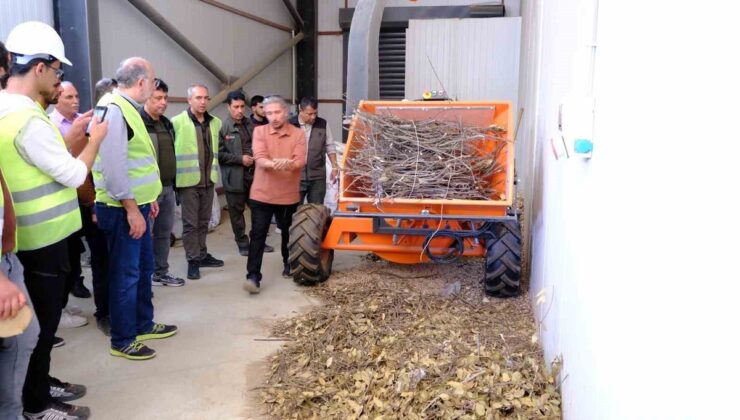 Kahramanmaraş Andırın’da 450 hektar defne alanı için rehabilitasyon başlatıldı