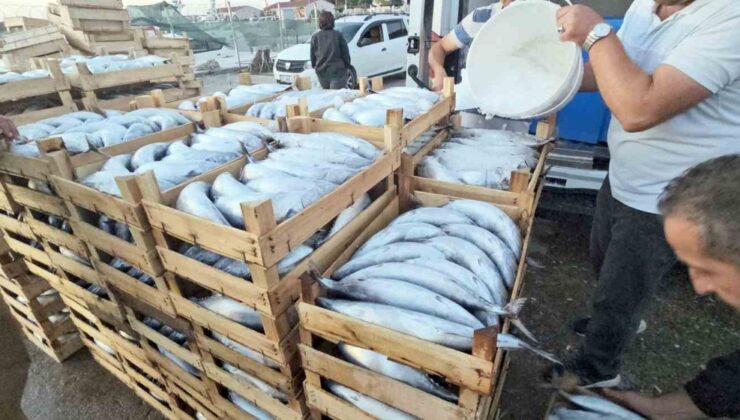 Kastamonu Cide’de palamut bolluğu kiloluk balığın fiyatını 40-60 TL’ye düşürdü