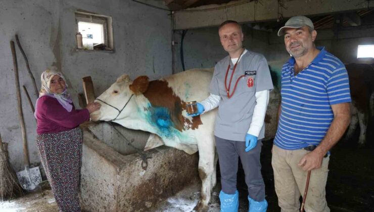 Kastamonu Küre’de yemek borusuna armut kaçan gebe inek ameliyatla kurtarıldı