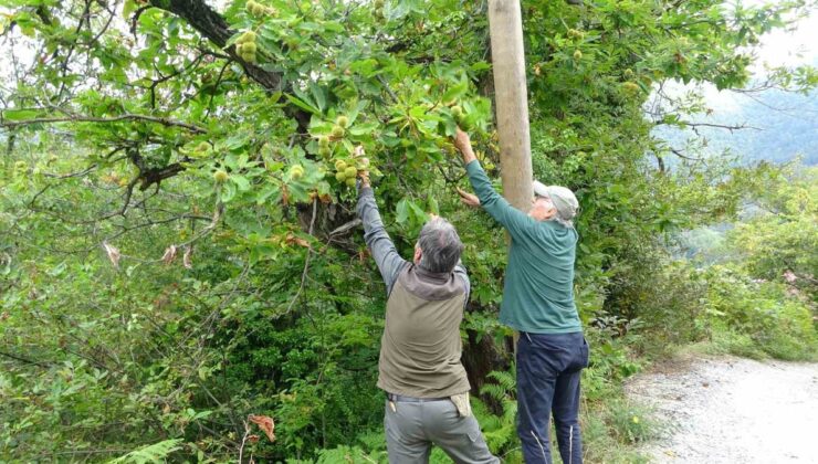 Kastamonu’da kuzu kestanesi hasadı başladı, kilogramı 250-350 TL alıcı buluyor