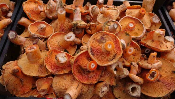 Kastamonu’da son hafta 40’ın üzerinde kişi mantardan zehirlenerek hastaneye başvurdu