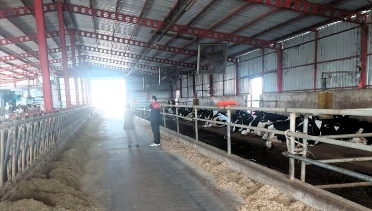 Kırklareli Pınarhisar’da hayvancılık işletmelerinde hayvan sağlığı denetlendi