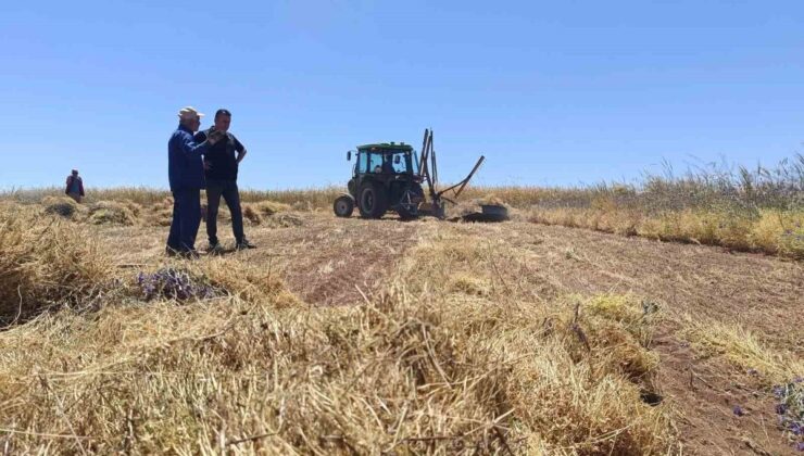 Konya Beyşehir Sadıkhacı’da kırmızı mercimek 2 bin dönümde üretilip ihraç ediliyor