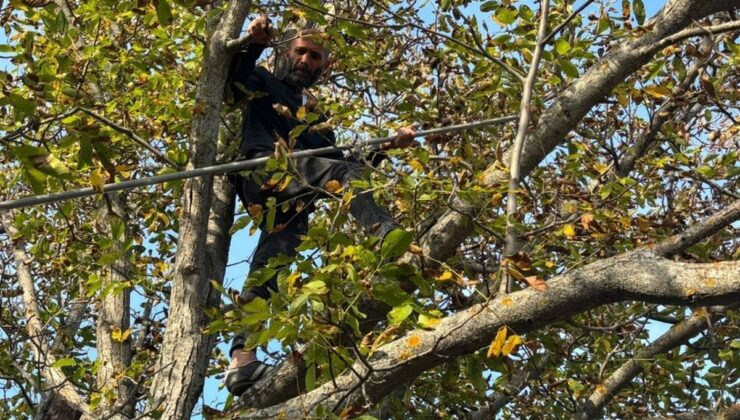 Kütahya Emet’te ceviz hasadı başladı, yüksek rekolte üreticileri sevindirdi