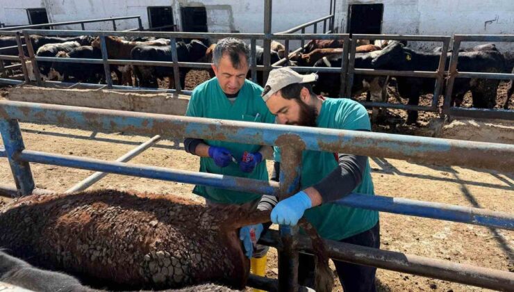 Kütahya Kırgıllı’da Uruguay’dan getirilen sığırlara sağlık kontrolü yapıldı
