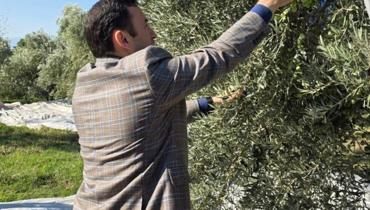 Kuyucak Kaymakamı Gülderen zeytin hasadında üreticilerle buluştu