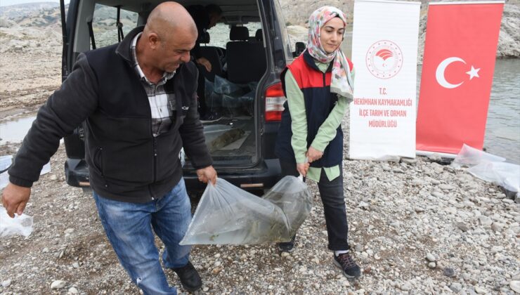 Malatya’da Boztepe ve Sultansuyu baraj göllerine 800 bin balık yavrusu salındı