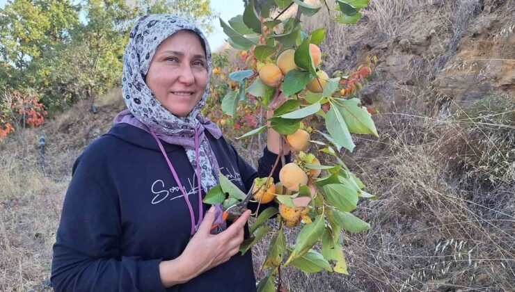 Manisa Sarıgöl’de cennet hurması hasadı başladı, ev kadınları kurutup cips yapıyor