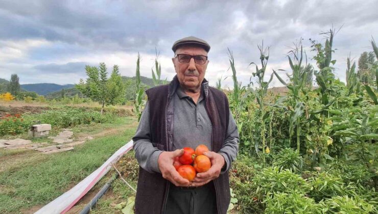 Manisa Sarıgöl’de çiftçi İbrahim İçen, ata tohumu domateslerden her yıl tohum alıyor