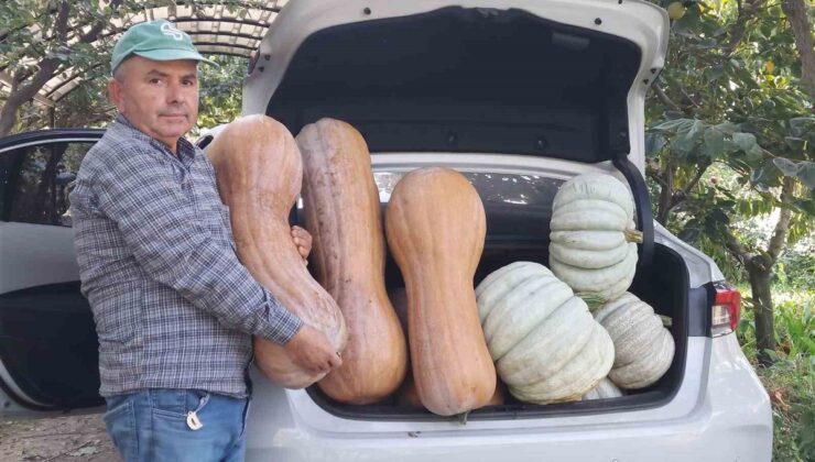 Manisa’da emekli öğretmenin 5 dekarlık bahçesine ektiği bal kabağı 30 kiloyu aştı