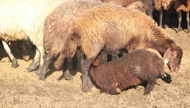 Mavi dil hastalığına karşı küçükbaş yetiştiricilerinin dikkatli olması istendi