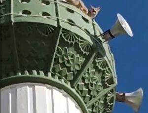 Mersin’in Mut ilçesinde kuşların peşinden giden tilki minarede görüntülendi