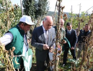 Ordu Akkuş’ta şeker fasulyesi hasat şenliği yapıldı, 2026 üretimi 2 bin 200 ton oldu