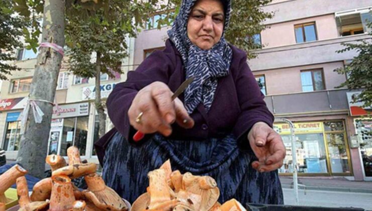 Ormanda bedava, pazarda kilosu 600 lira! Kova kova topluyorlar