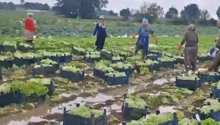 Sakarya Erenler’de marul üreticileri çamurlu tarlada mahsulü kurtarmaya çalışıyor