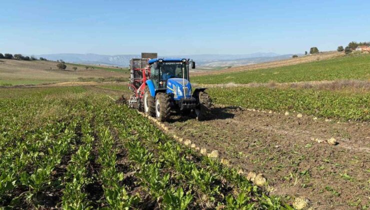 Samsun Vezirköprü’de şeker pancarı hasadı başladı, 40 bin ton ürün bekleniyor