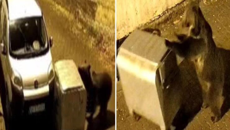 Şehir merkezine inen ayı çöp konteynerini arabaya itti