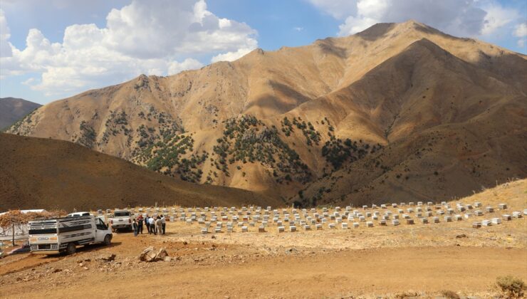 Siirt Şirvan’da arıcı Mehdi Şalk, izole bölgede sezonun ilk bal hasadını yaptı