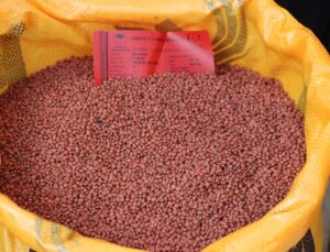 Siirt’te 600 üreticiye 176 ton kırmızı mercimek tohumu yüzde 75 hibeyle dağıtılıyor