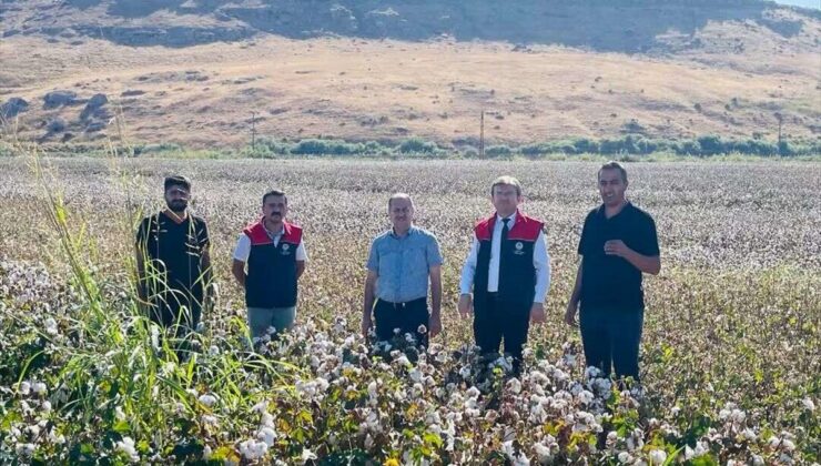 Şırnak Cizre’de pamuk hasadında biçerdöver denetimi ve verim tespiti yapılıyor
