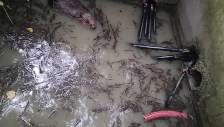 Sırp Cumhuriyeti’nde kunduzun kestiği kablo 1600 haneyi elektriksiz bıraktı