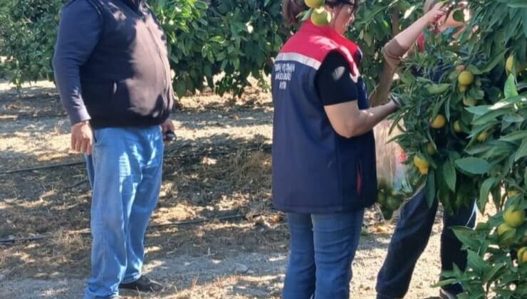 Söke’de narenciye bahçelerinde hasat öncesi pestisit denetimi yapıldı