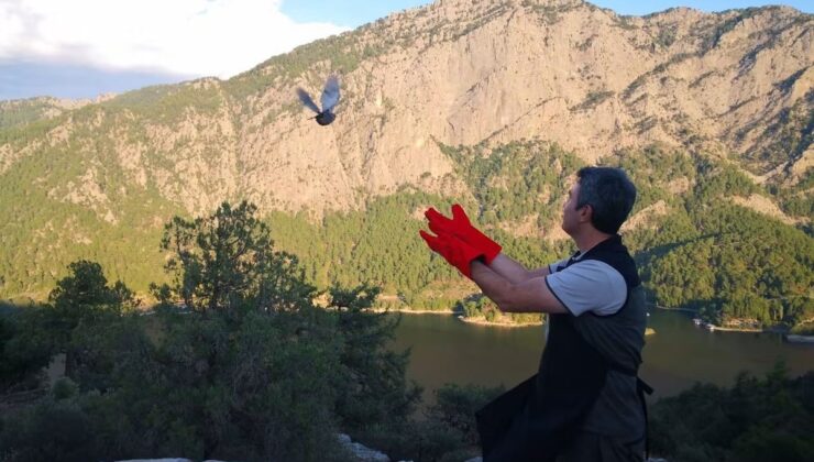 Şuhut’ta yetiştirilen 200 çil keklik Bucak’ın Kargı köyünde doğaya bırakıldı