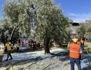 Tarsus’ta İyilik Hasadı’nda zeytinlerin geliri lösemili çocuklar için kullanılacak