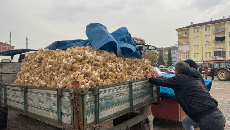 Taşköprü Sarımsak Pazarı’nda sarımsak 20 ile 150 lira arasında alıcı buluyor