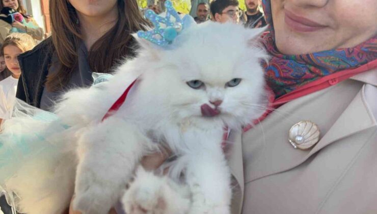 Tokat’ta kedi güzellik yarışında 20 kedi podyuma çıktı, Pamuk ve Duman birinci oldu
