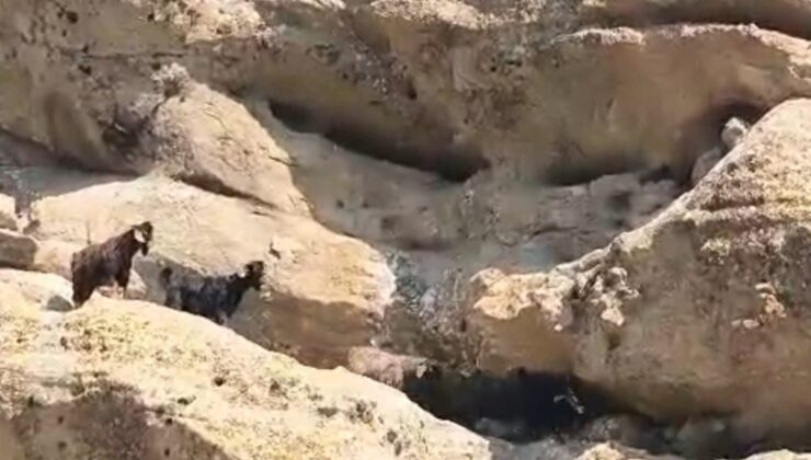 Tunceli’de 70 metre yükseklikte mahsur kalan keçiler için seferber oldular! O anlar kamerada