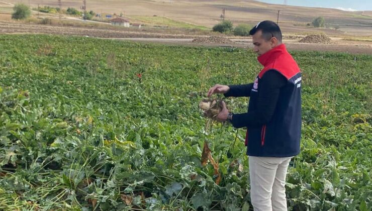 Üreticinin merakla beklediği haber geldi! Şeker pancarı alım fiyatı belli oldu